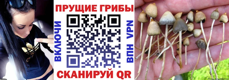 Псилоцибиновые грибы GOLDEN TEACHER  гидра зеркало  Новоузенск  сколько стоит 